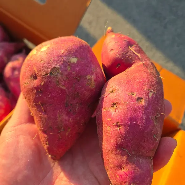 산지직송 호박고구마 5kg 1개 든든한 간식