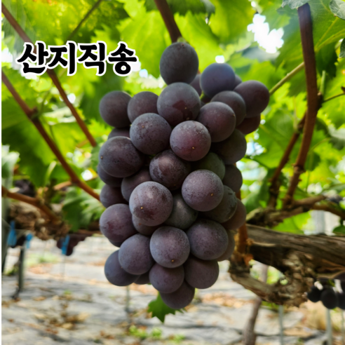 포도 씨없는 거봉 고당도 김천 산지직송 후기